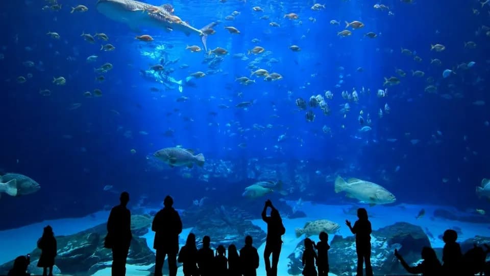 Istanbul Aquarium Ticket & Shuttle – Aqua Florya - Image 1